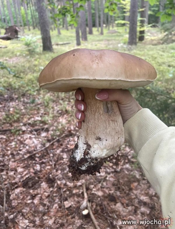 Sezon w pełni.