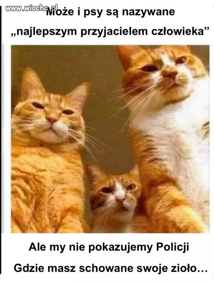 Kocia rodzina mafijna