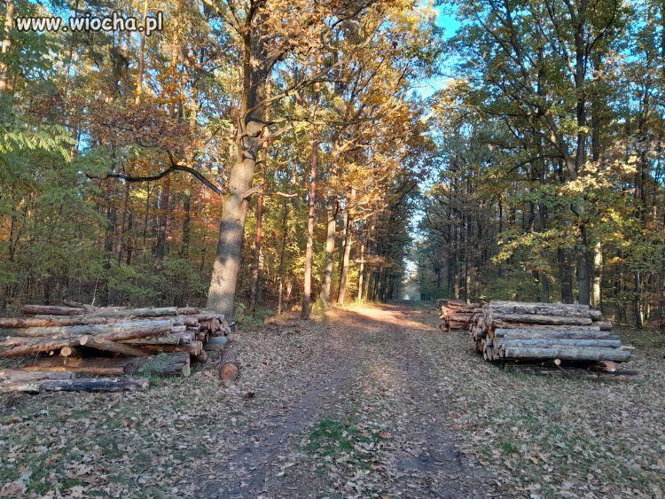 25.10.2025 r. Bolimowski Park Krajobrazowy