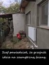 Szefa słowo 