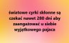 Cyrki przeżywają renesans