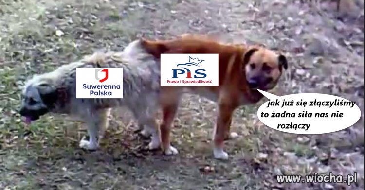 I...żaden