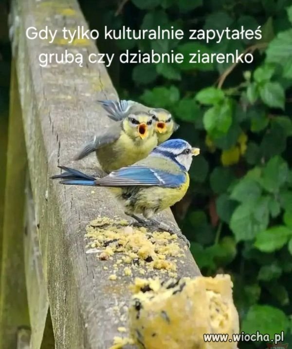 Gdy grzecznie zapytałeś. 