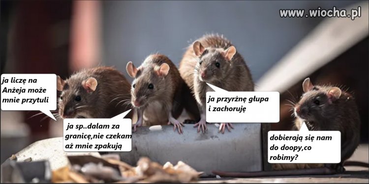 Bóg honor ojczyzna-to mieli w ryjach