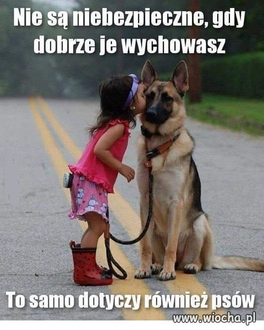 Pieski są wierniejsze