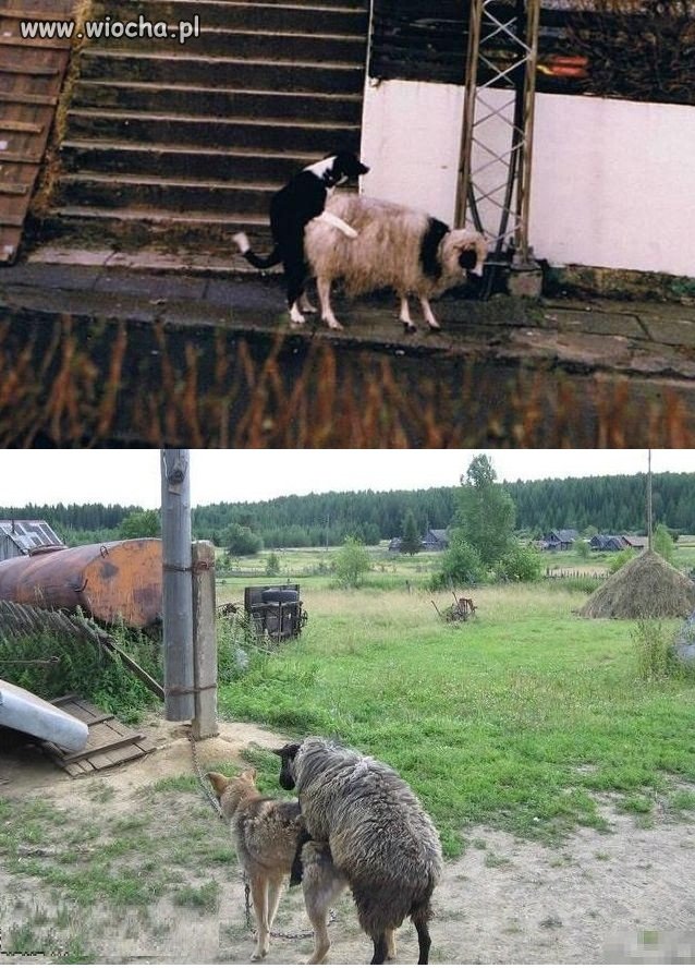 Gdy pasterz na plebanii bawi się z owieczkami