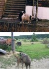 Gdy pasterz na plebanii bawi się z owieczkami