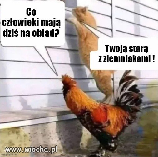 No skoro to wiocha,