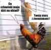 No skoro to wiocha,