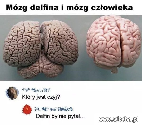 Wyborca piSS i tak zapyta.