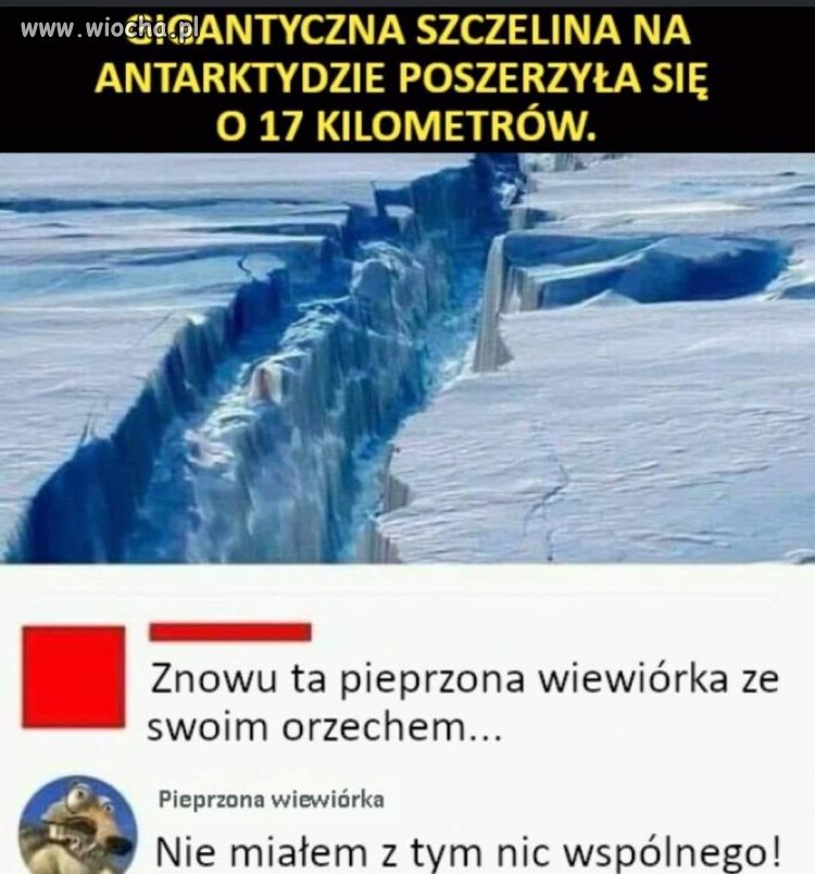 Futrzak znowu 