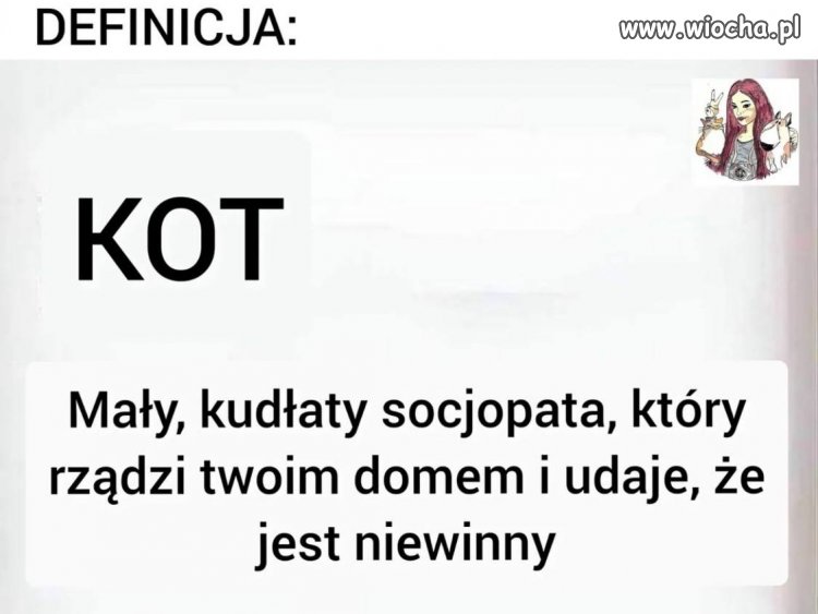 Kociarze rozumieją 