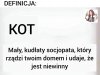 Kociarze rozumieją 