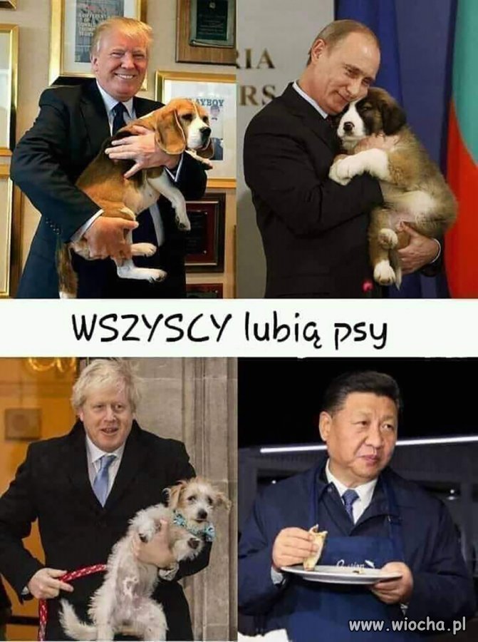 Wszyscy lubią psy