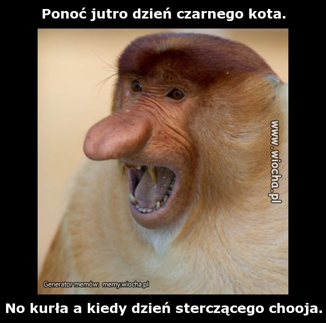 Ponoć jutro dzień czarnego kota.
