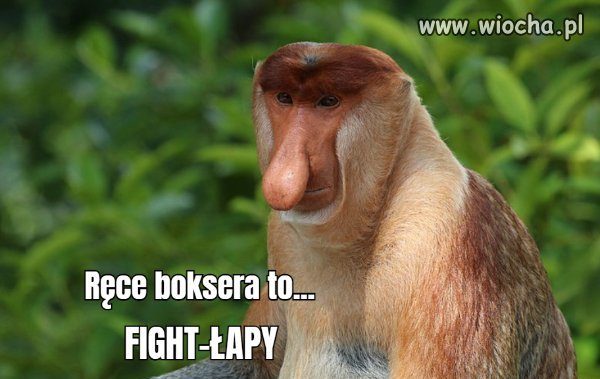 Boxera