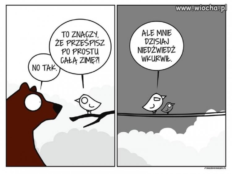Niedźwiedzie są wyjątkowo wkurzające 