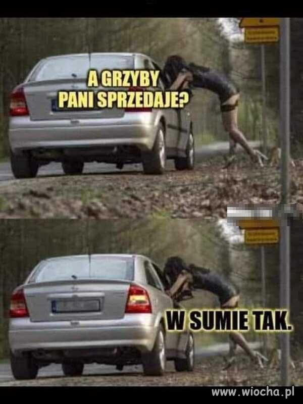 Grzybiarka.