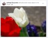 Biały, niebieski ,czerwony- barwy Matuszki Rassiji