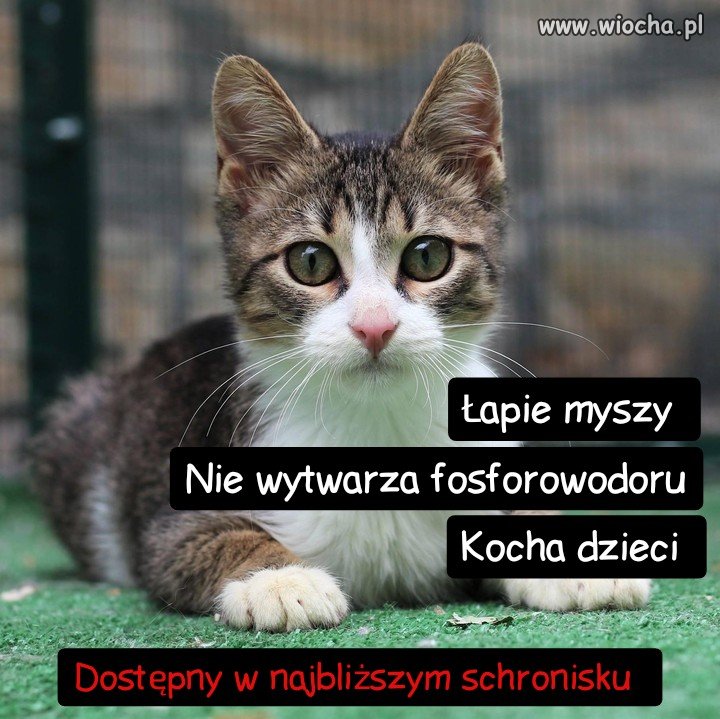 I mruczy fantastycznie