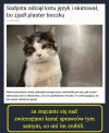 Nie ma słów żeby określić tego osobnika