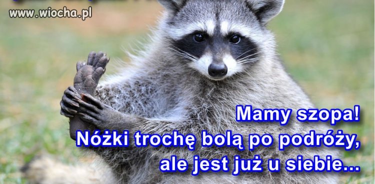 Prezentuje Państwu naszego narodowego szopa,