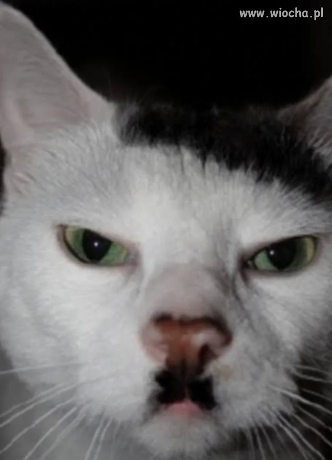 Kitler.