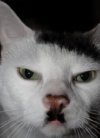 Kitler.