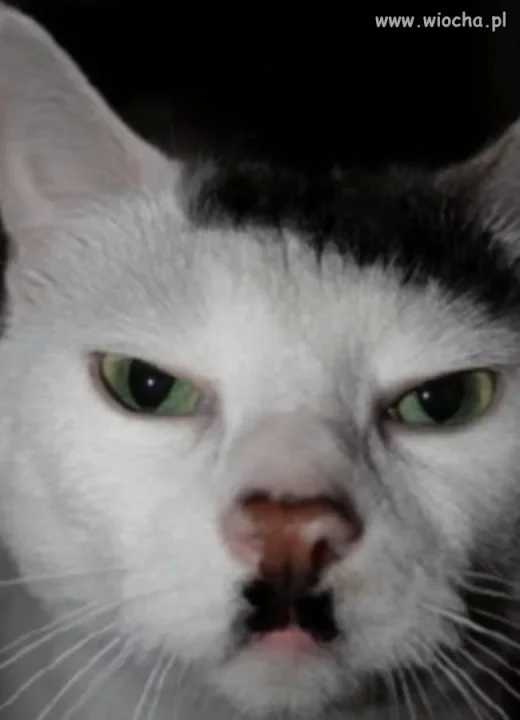 Kitler.