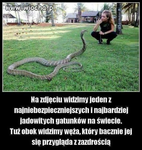 Szkoda węża