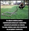 Szkoda węża
