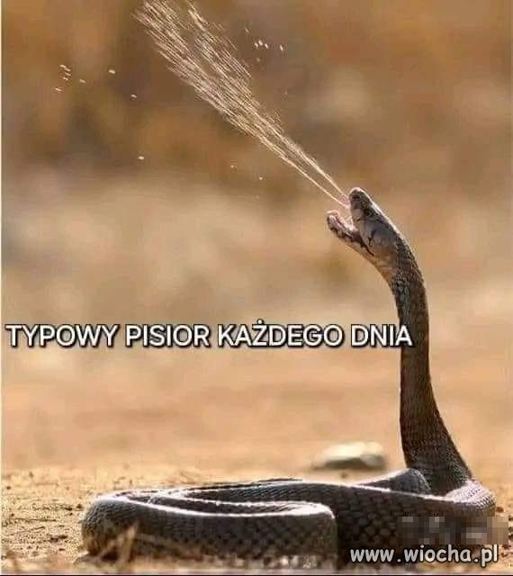 Typowy pisior