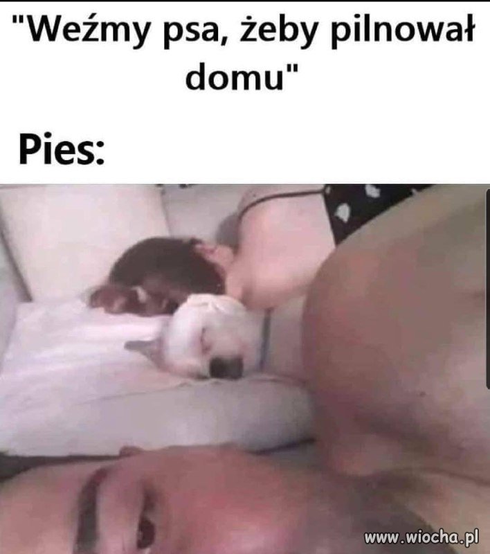 Gdy kupujesz sobie psa obronnego 