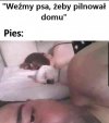 Gdy kupujesz sobie psa obronnego 
