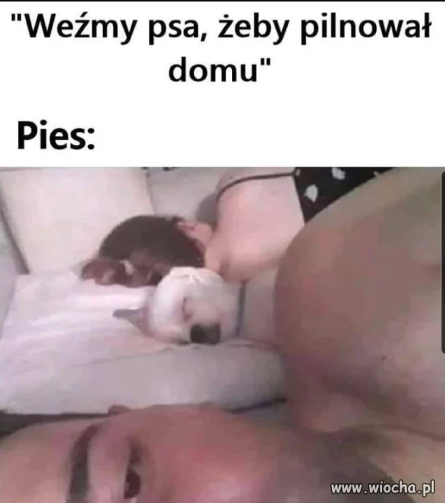 Gdy kupujesz sobie psa obronnego 