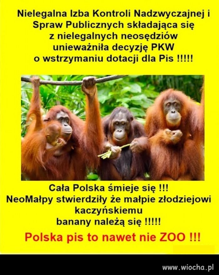 Trzeba koniecznie odmałpić nasz kraj !