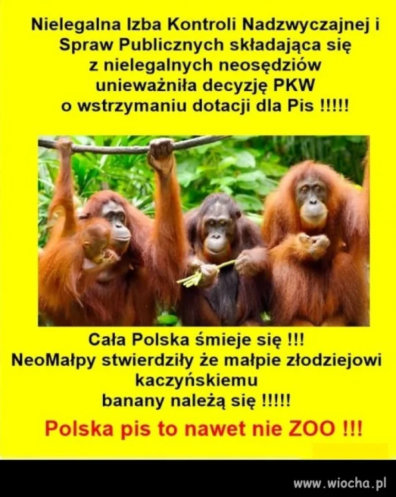 Trzeba koniecznie odmałpić nasz kraj !