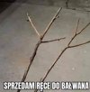 Kikuty do przeszczepu