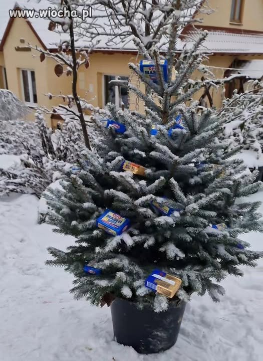 W tym roku choinka na bogato