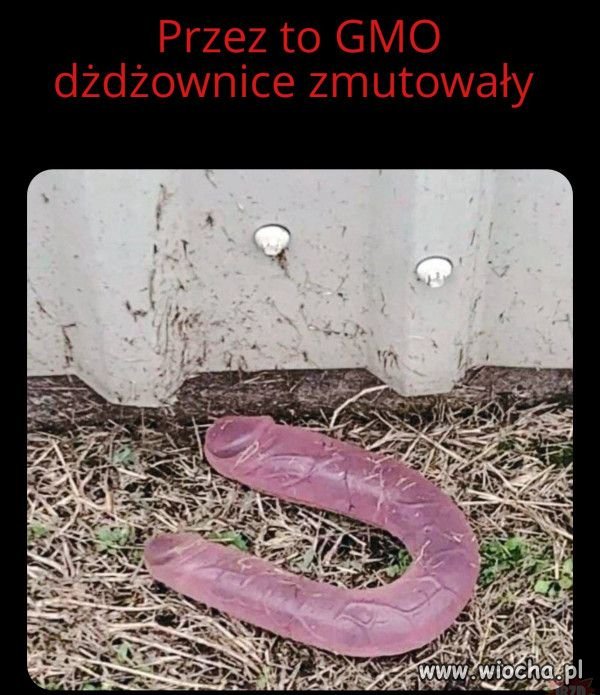 Mam nadzieję że grubą rybę wyciągnę