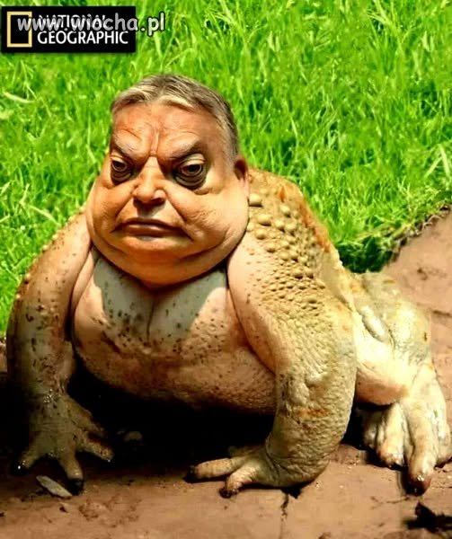 Na Węgry...