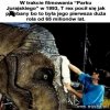 Taka ciekawostka.