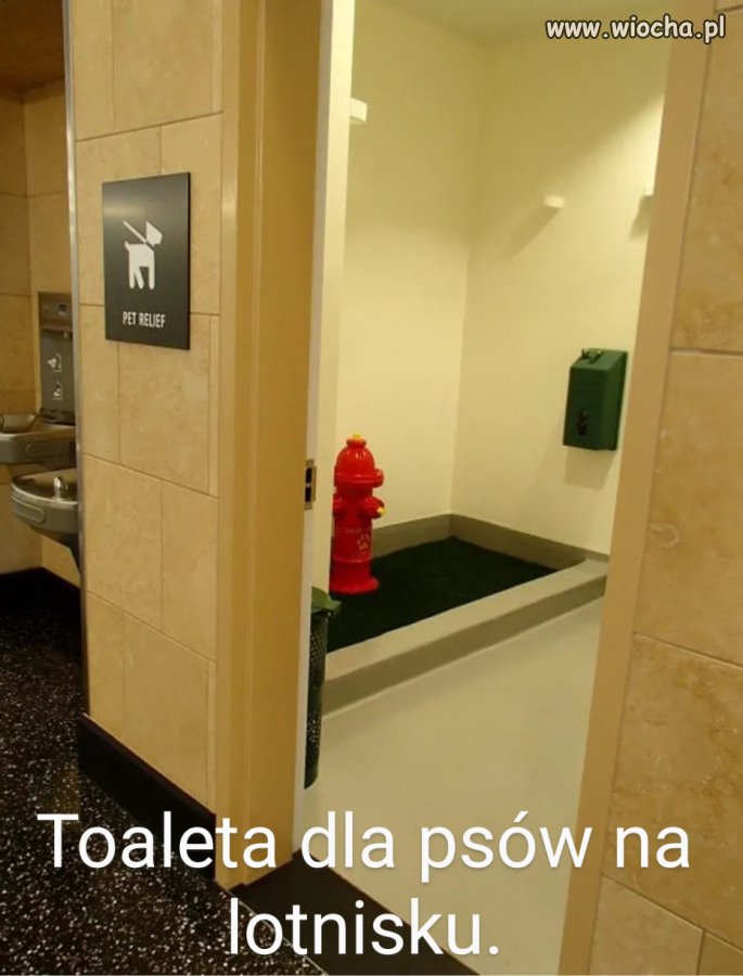 Nie pomyśleli o pisuarach dla PiS.