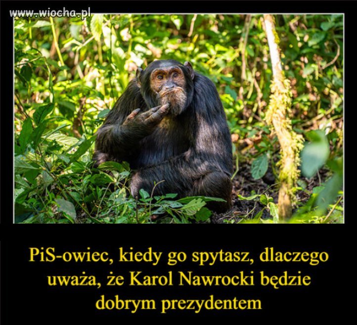 Oni popierali by nawet kota prezesa...tacy kumaci!