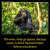 Oni popierali by nawet kota prezesa...tacy kumaci!