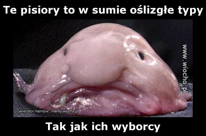 Te pisiory to w sumie oślizgłe typy