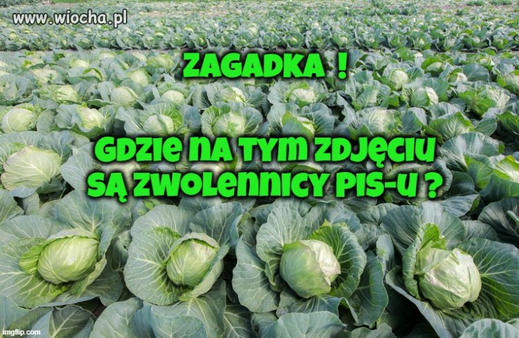 Zagadka na poziomie przedszkolaka