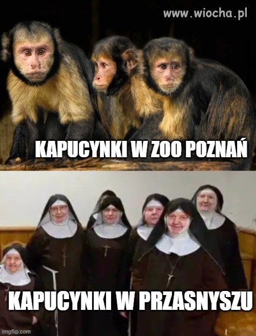 Te z Przasnysza są znacznie większe