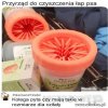 Kolega ma małego pieska.