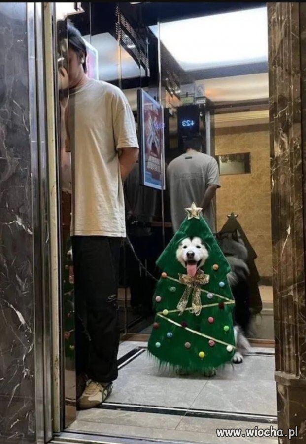 Właścicielowi się zrobiło 
